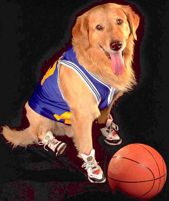 picture of airbud